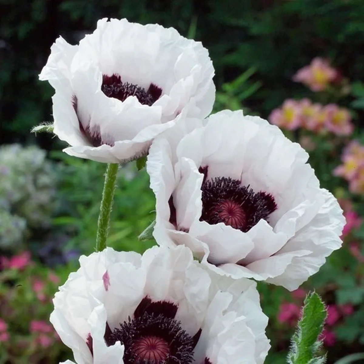 Мак ‘Royal Wedding’ (Papaver orientale-hybr.)