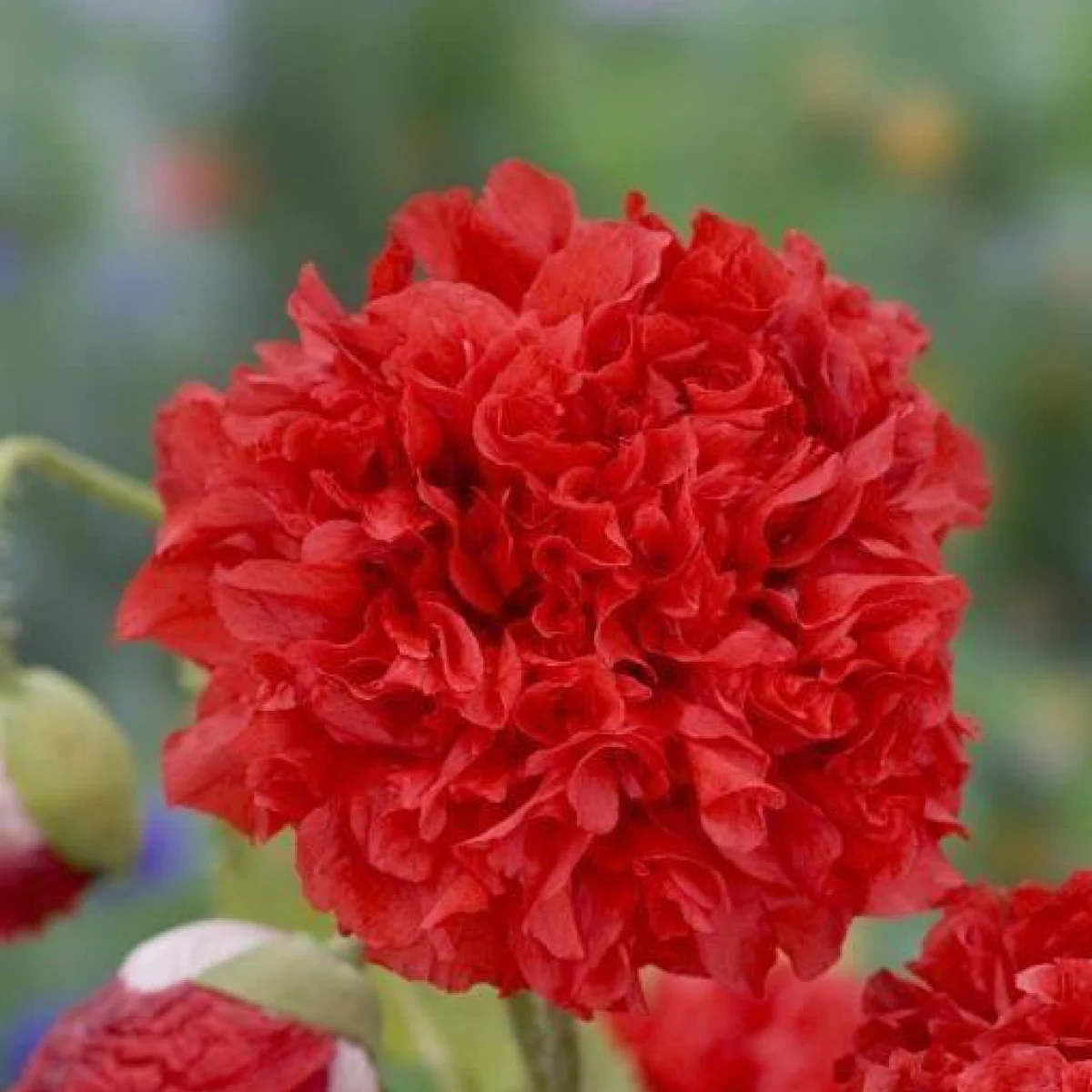 Мак ‘Scarlet Peony’ (Papaver somniferum)