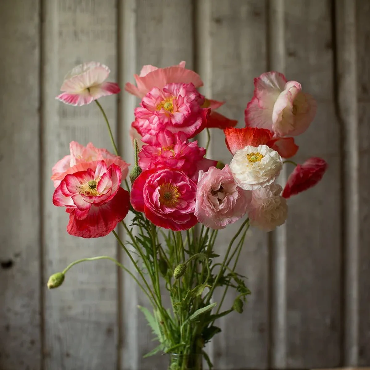 Мак ‘Supreme’ (Papaver rhoeas, Shirley Poppy)