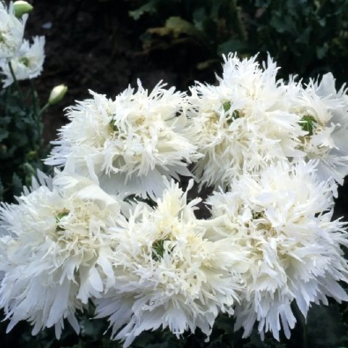 Мак ‘Swansdown’ (Papaver somniferum laciniatum)