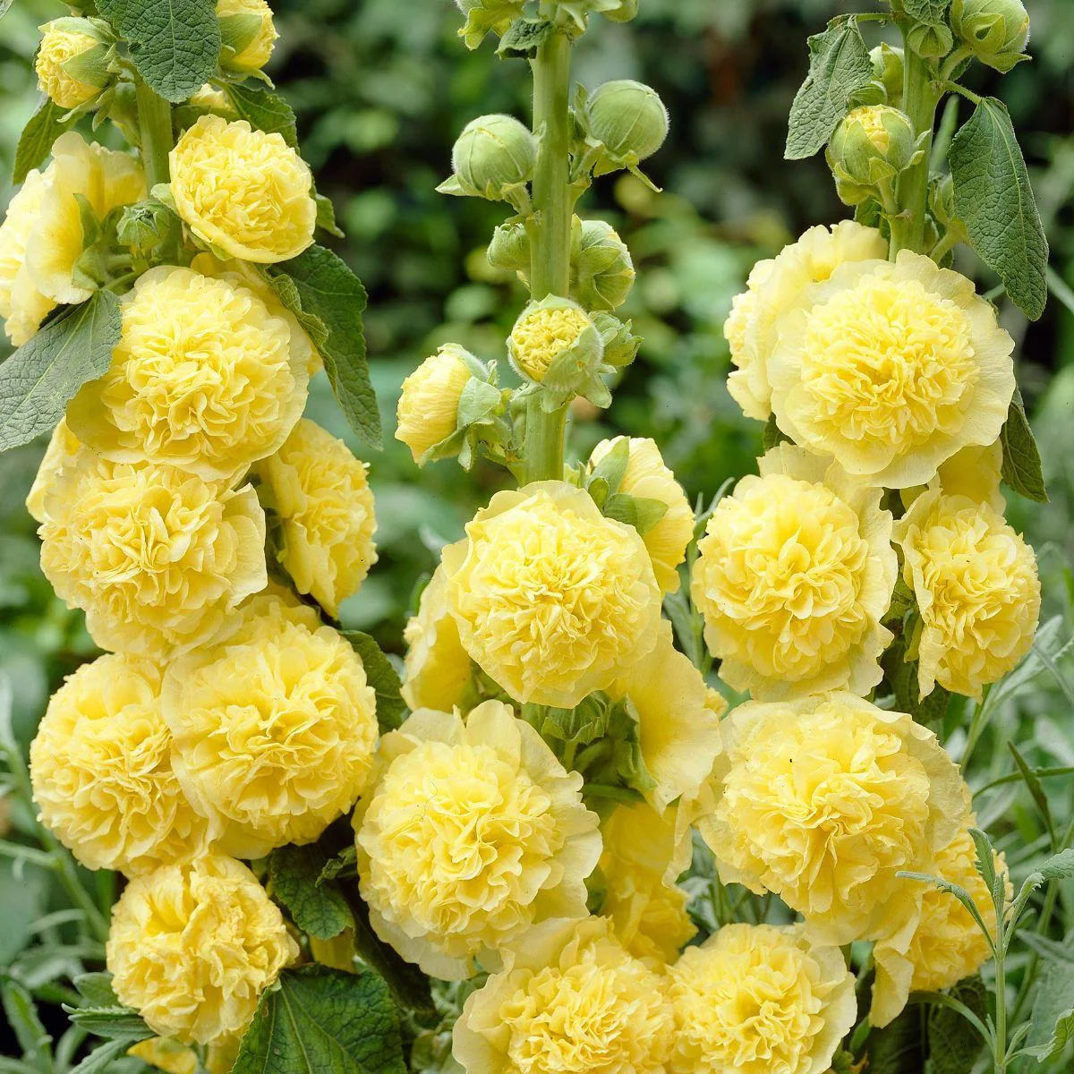 Мальва ‘Chater’s Golden Yellow’ (Alcea rosea)