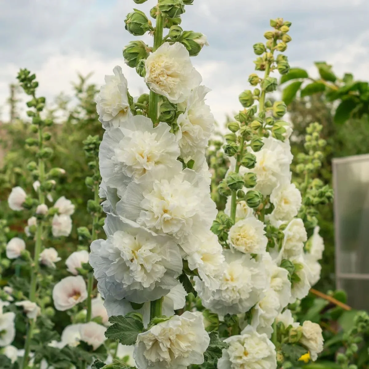 Мальва ‘Chater’s White’ (Alcea rosea)
