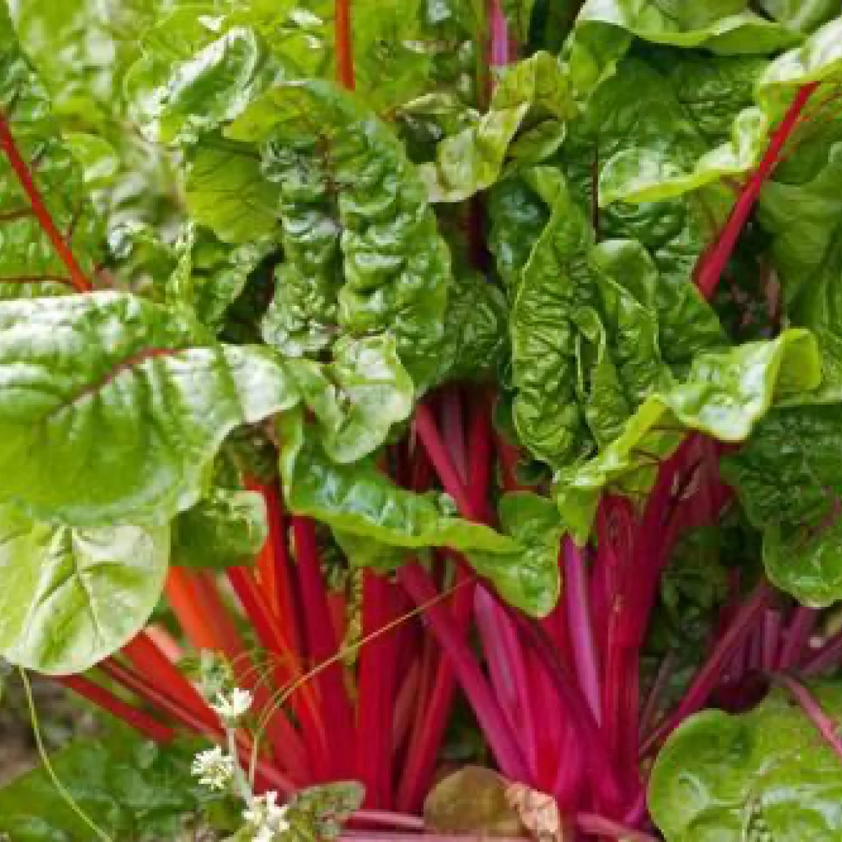 Мангольд ‘Charlie F1’ (Beta vulgaris subsp. cicla)