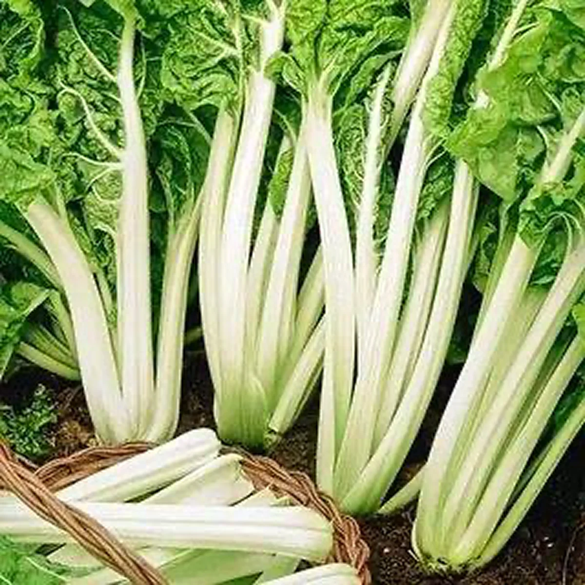 Мангольд ‘White Chard’ (Beta vulgaris subsp. cicla)