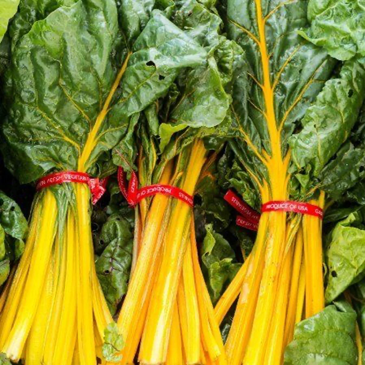 Мангольд ‘Yellow Swiss Chard’ (Beta vulgaris subsp. cicla)