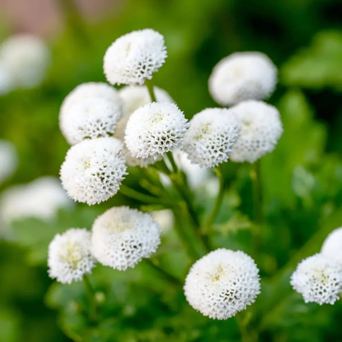 Матрикарія ‘Vegmo Snowball Extra’ (Tanacetum parthenium)