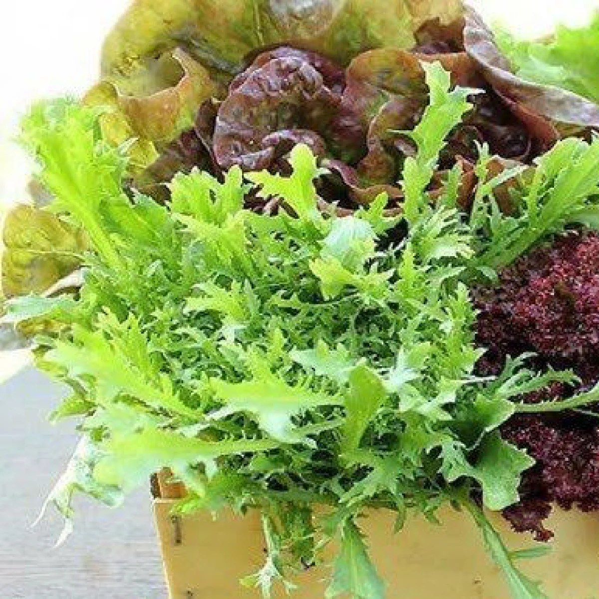 Мікс салатів ‘Primavera’ (Lactuca sativa)