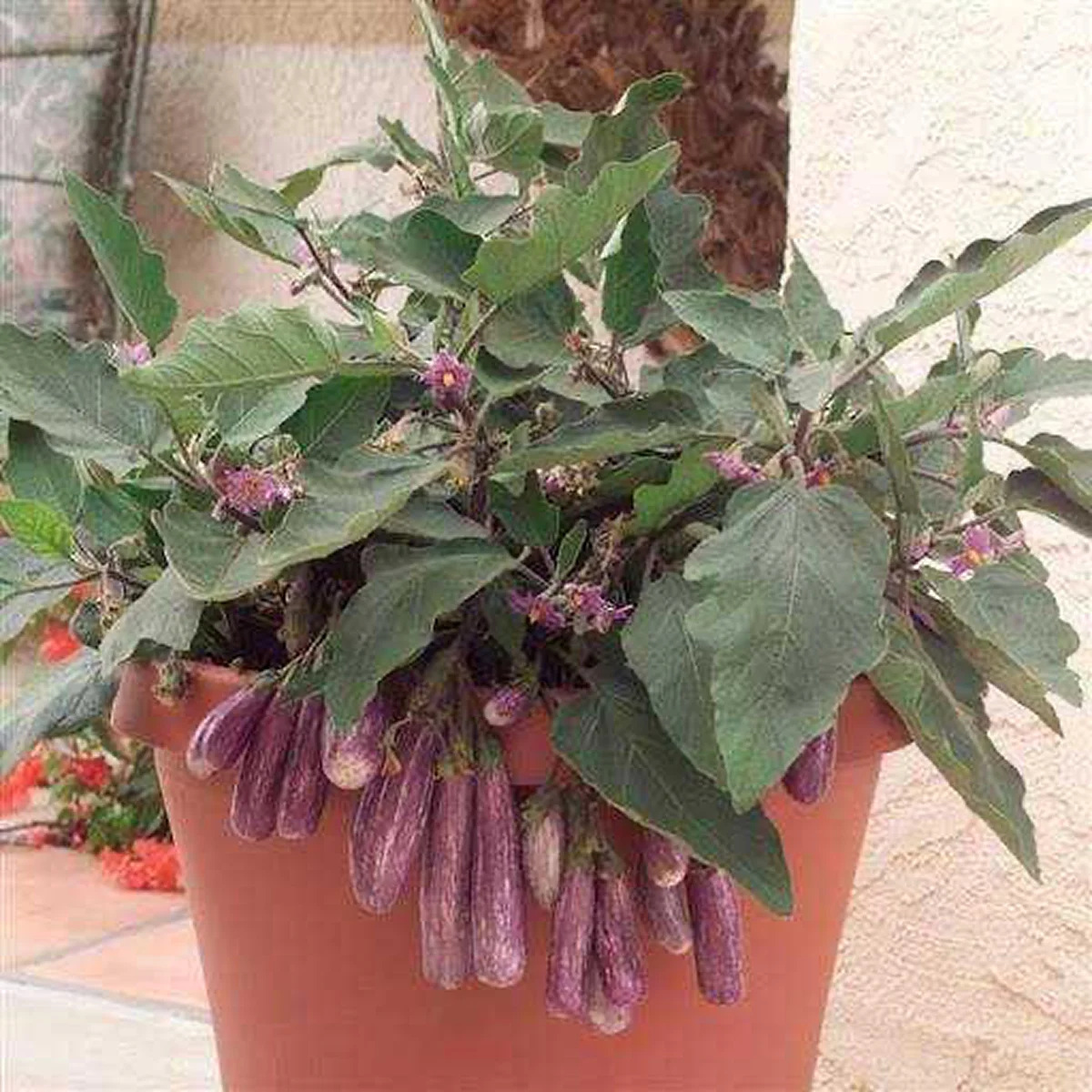 Міні-баклажан ‘Fairy Tale’