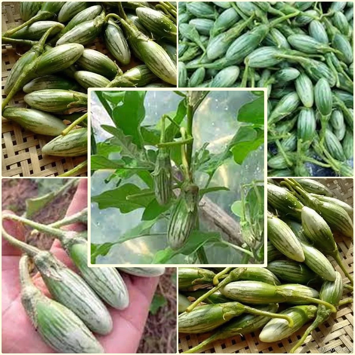 Міні-баклажан ‘GREEN FROG FINGERS’