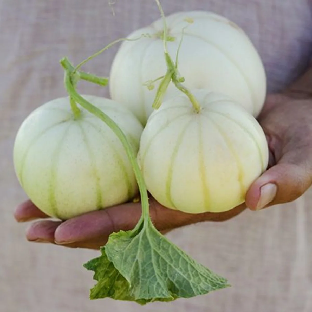 Міні-диня ‘Kiku chrysanthemum’