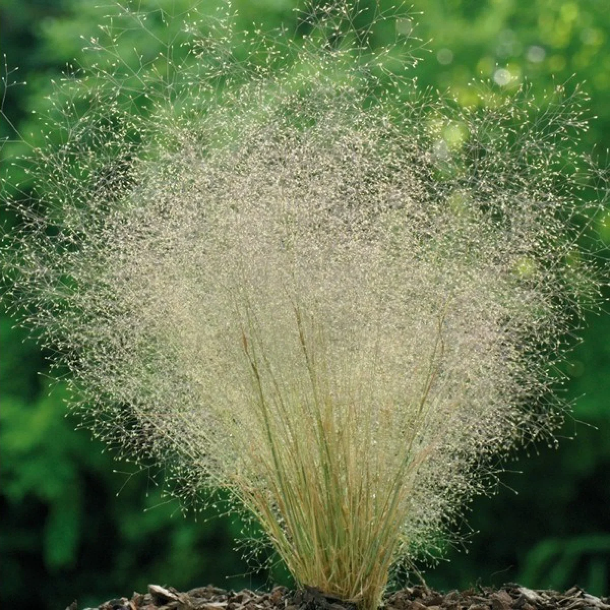 Мітлиця повітряна (Agrostis nebulosa)