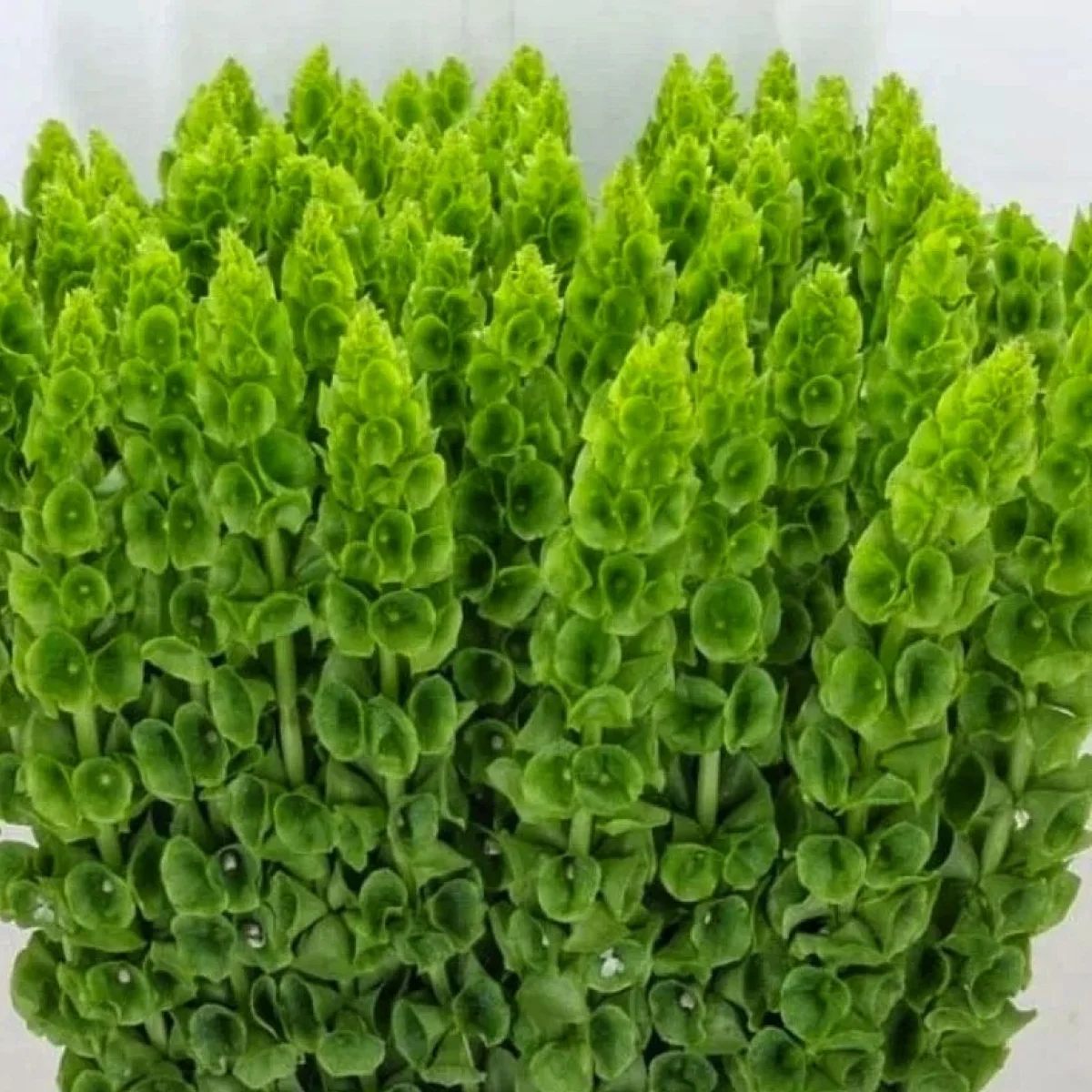 Моллюцелла Ірландські дзвіночки (Moluccella laevis)