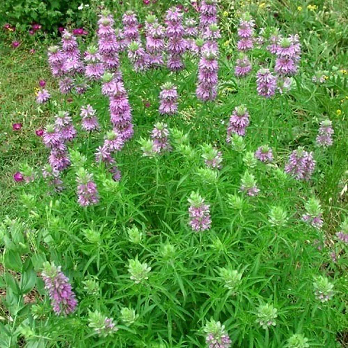 Монарда лимонна ‘Purplish Lilac’ (Monarda citriodora)