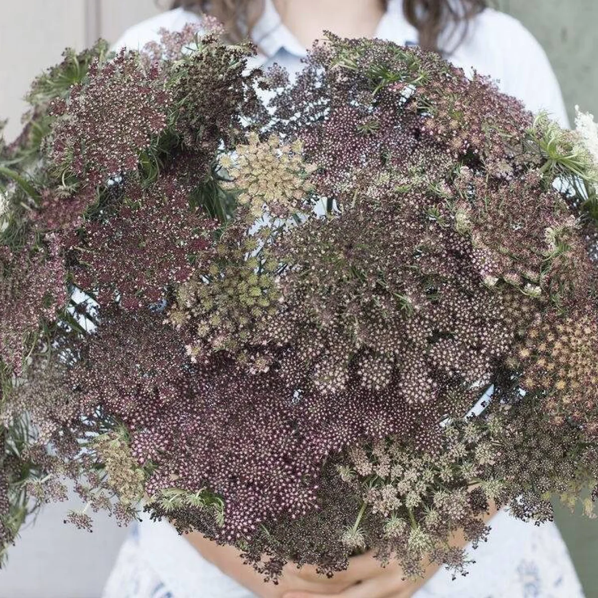 Морква декоративна ‘Dara’ (Daucus carota)