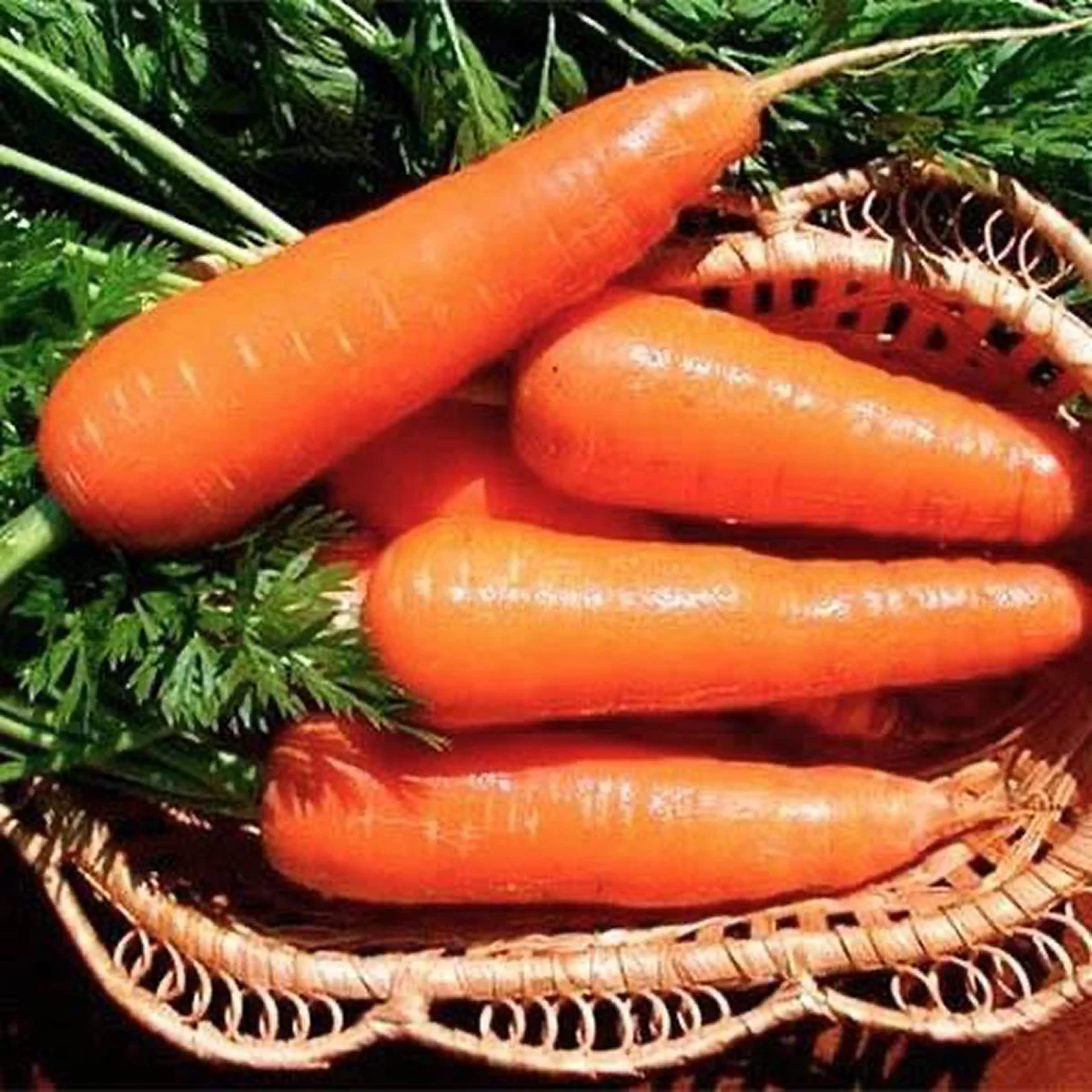 Морква ‘Babette’ (Daucus carota)