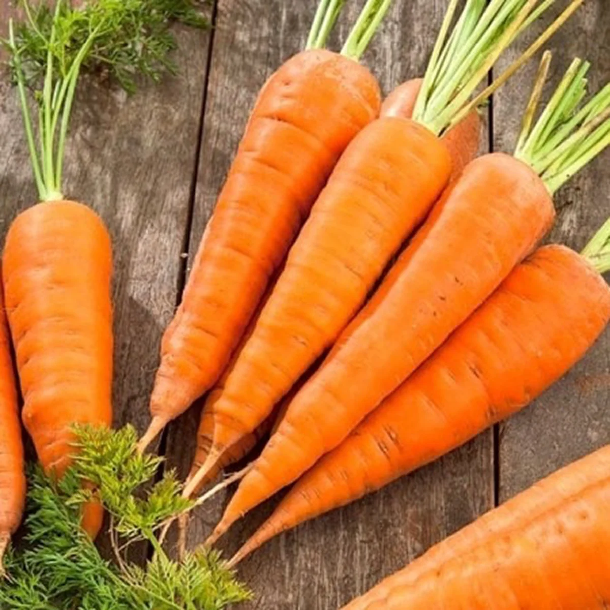 Морква ‘Kalyna’ (Daucus carota)