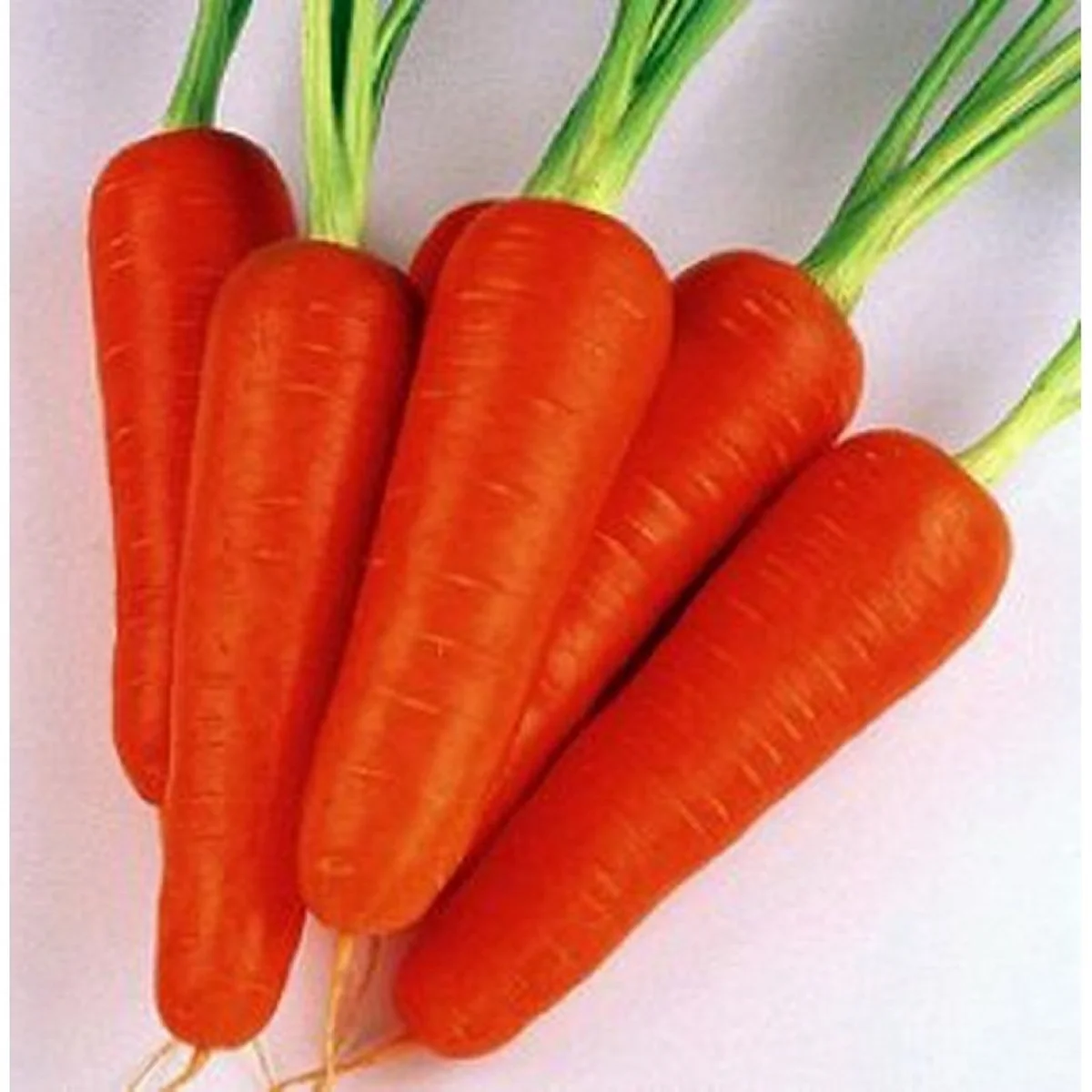 Морква ‘Kuroda Shantane’ (Daucus carota)