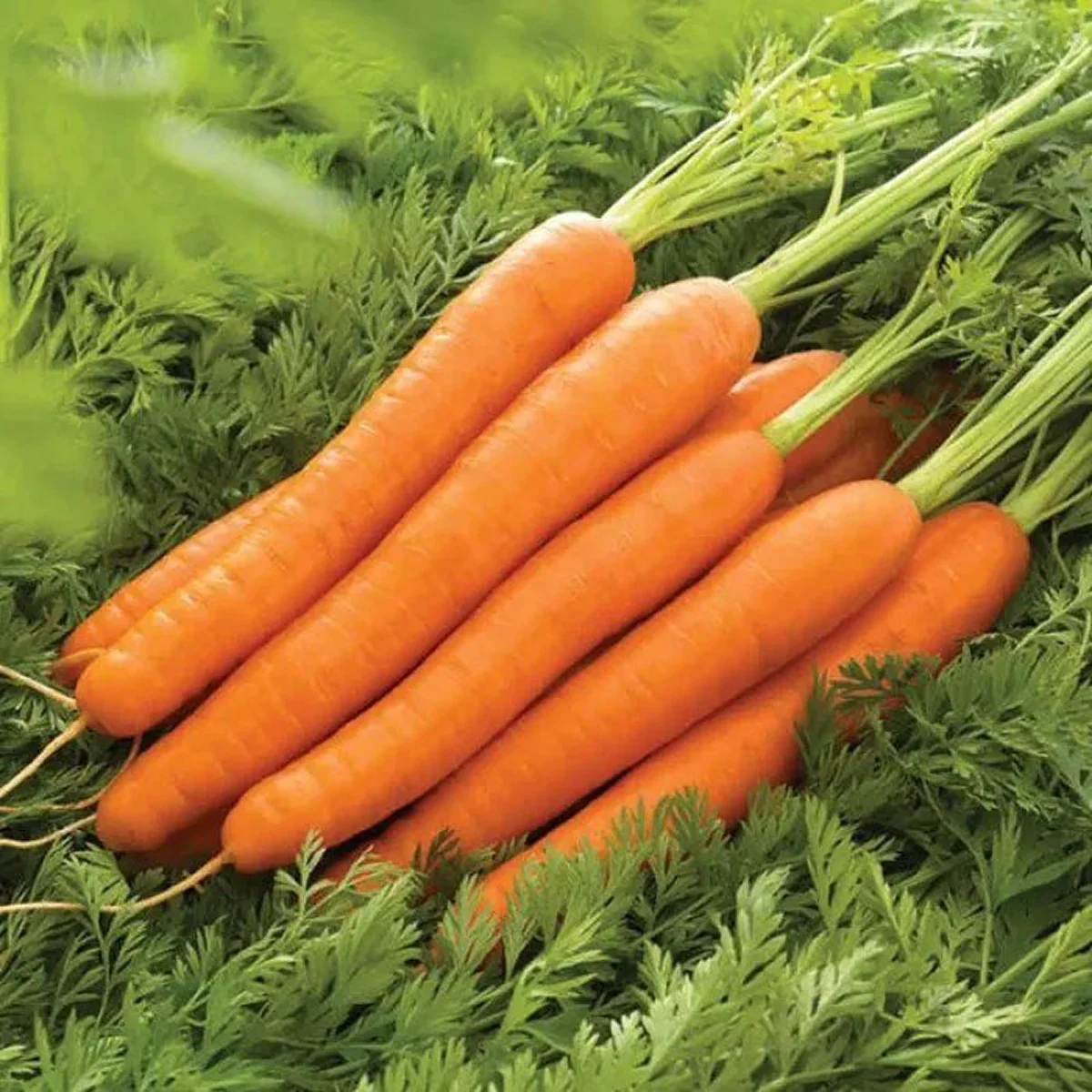 Морква ‘Laguna F1’ (Daucus carota)