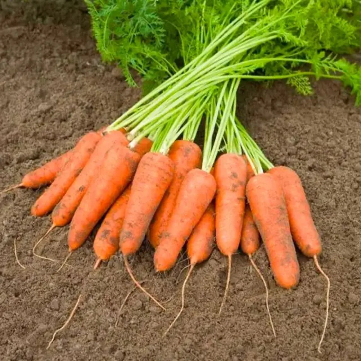 Морква ‘York F1’ (Daucus carota)