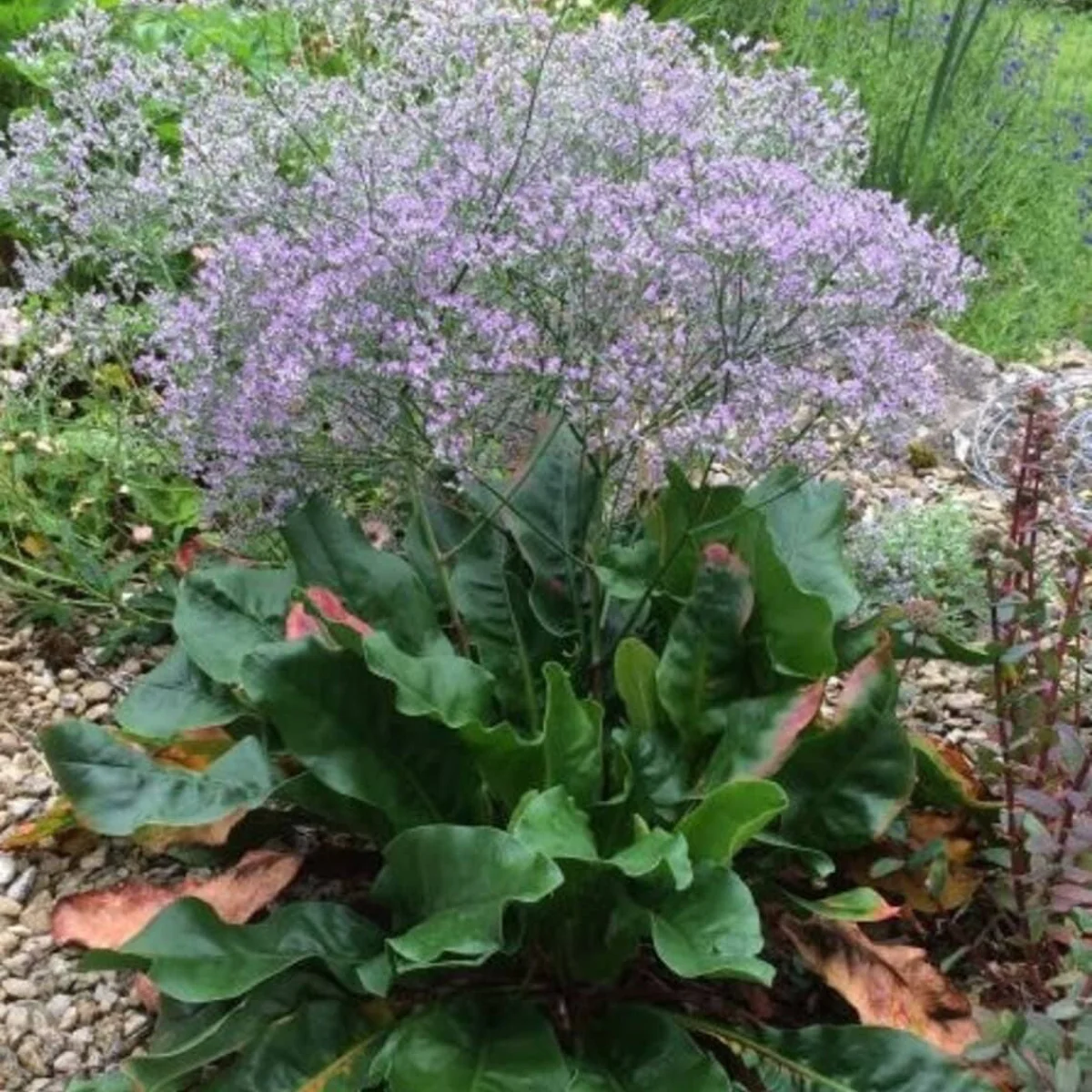Морська лаванда (Limonium latifolium)