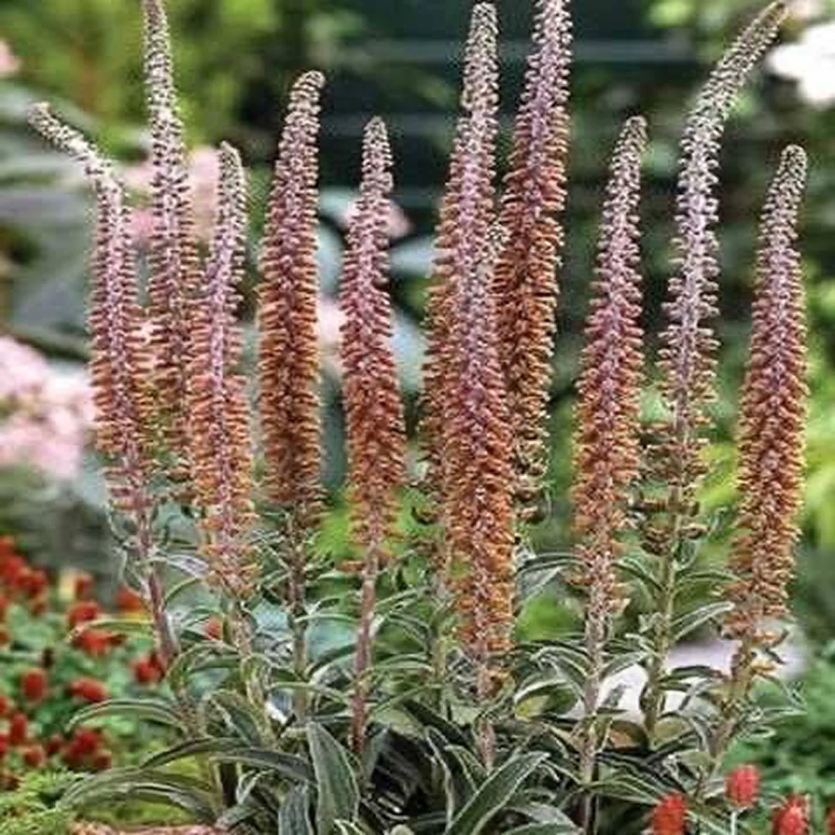 Наперстянка дрібноквіткова ‘Milk Chocolate’ (Digitalis parviflora)