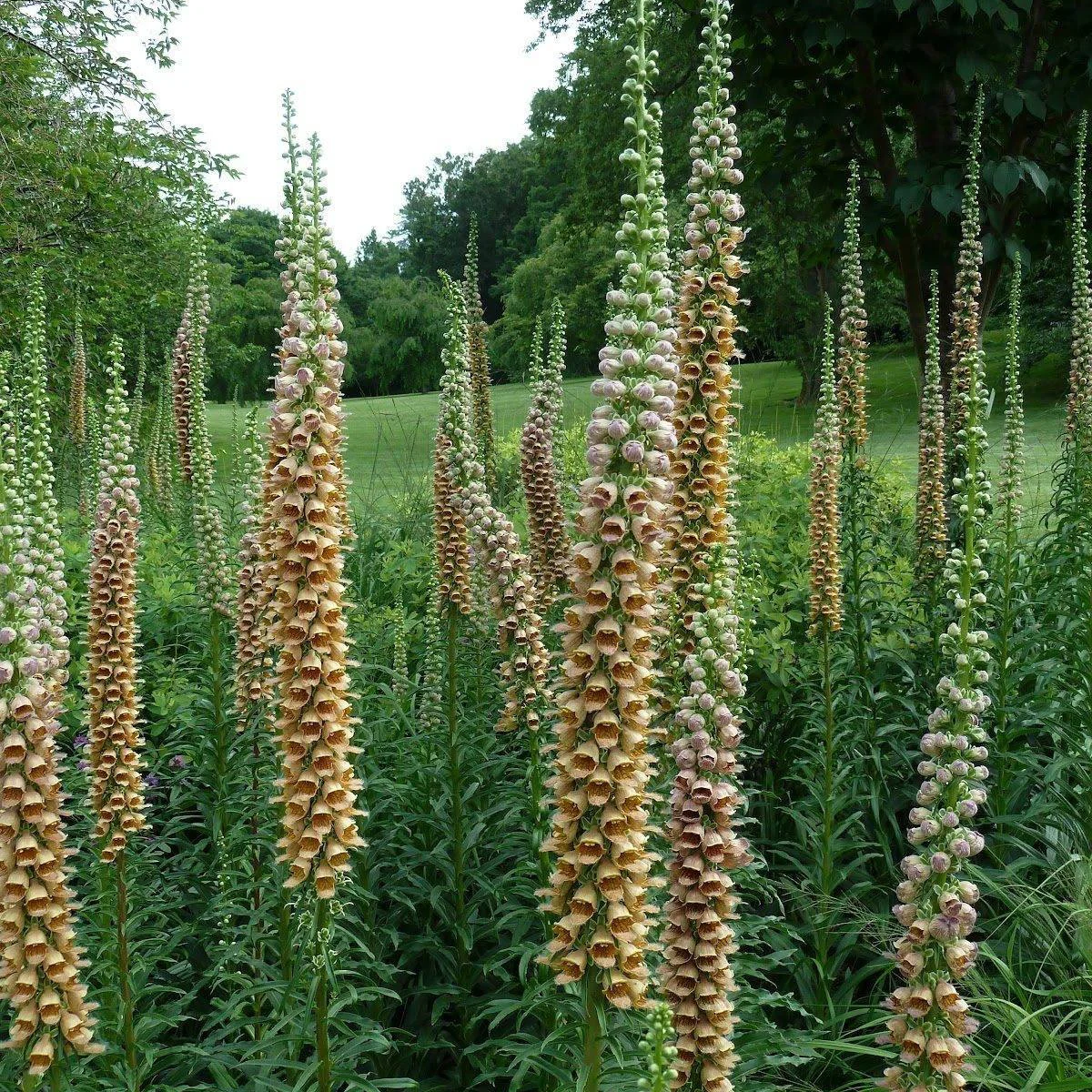Наперстянка іржава ‘Gigantea Gelber Herold’ (Digitalis ferruginea)