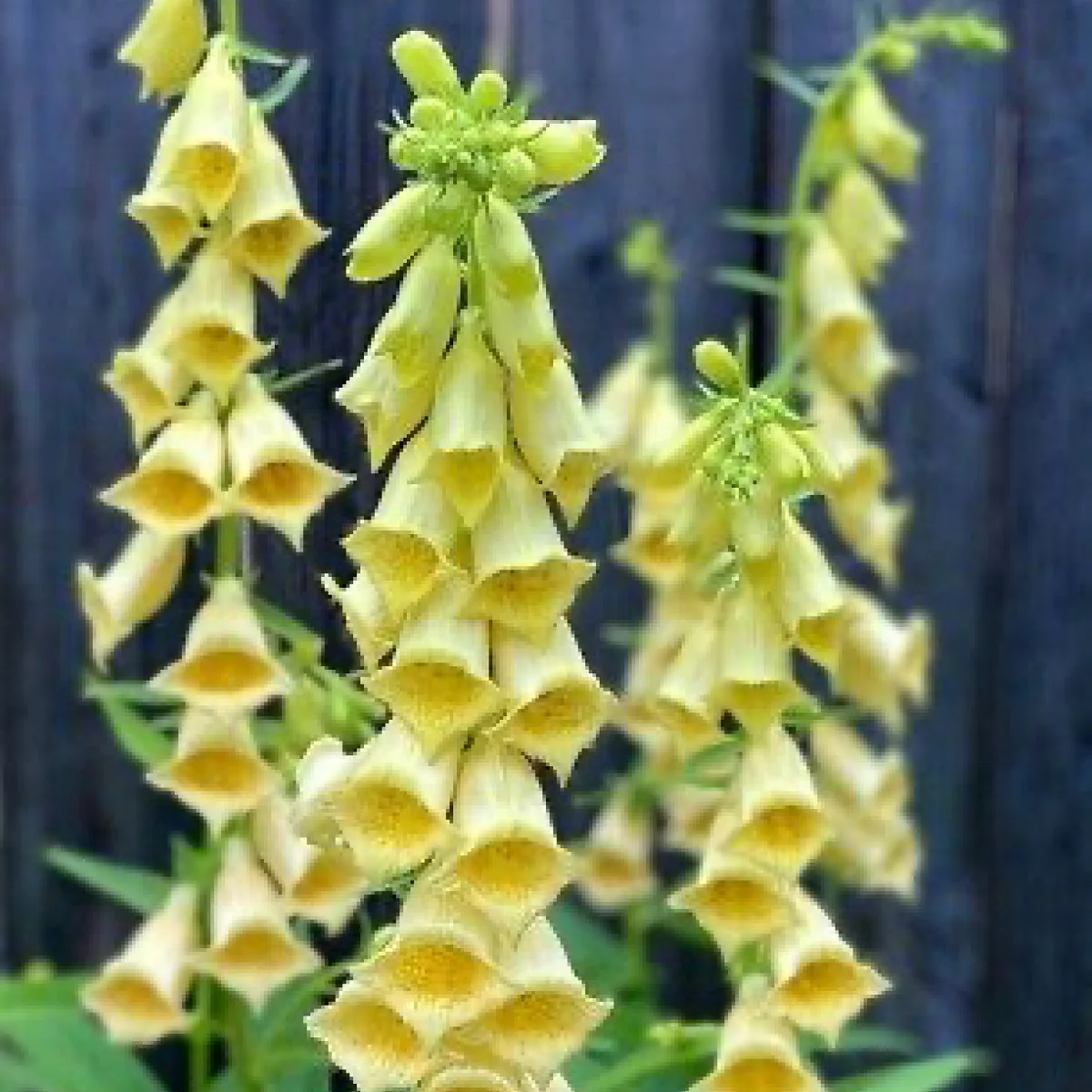 Наперстянка ‘Carillon’ (Digitalis grandiflora)