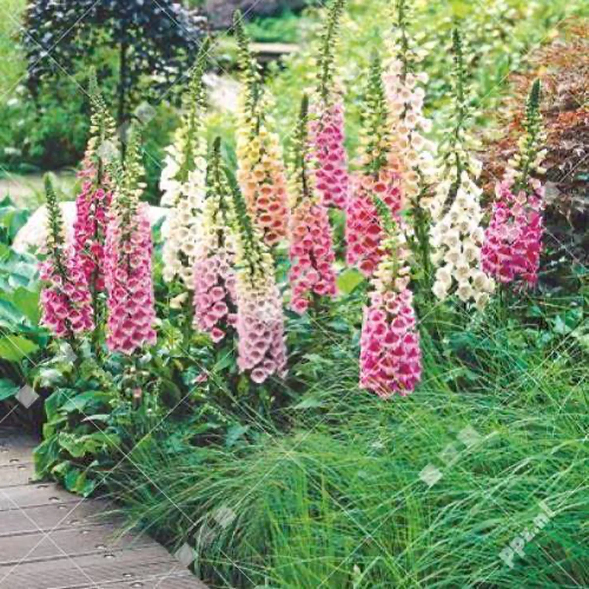 Наперстянка ‘Gloxiniaeflora’ (Digitalis purpurea)