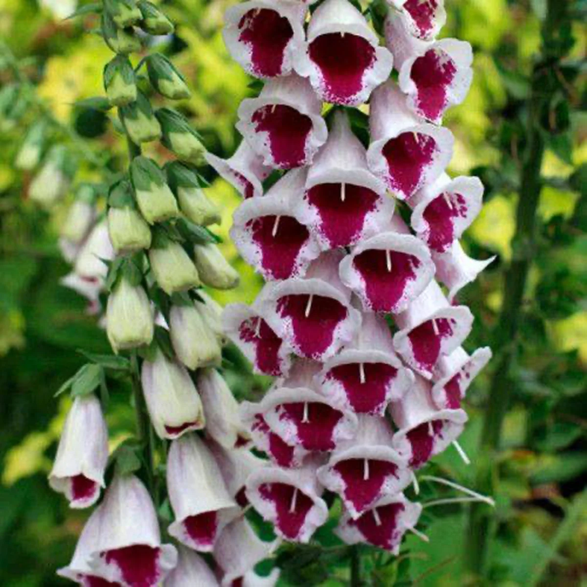 Наперстянка ‘Pam’s Choice’ (Digitalis purpurea)