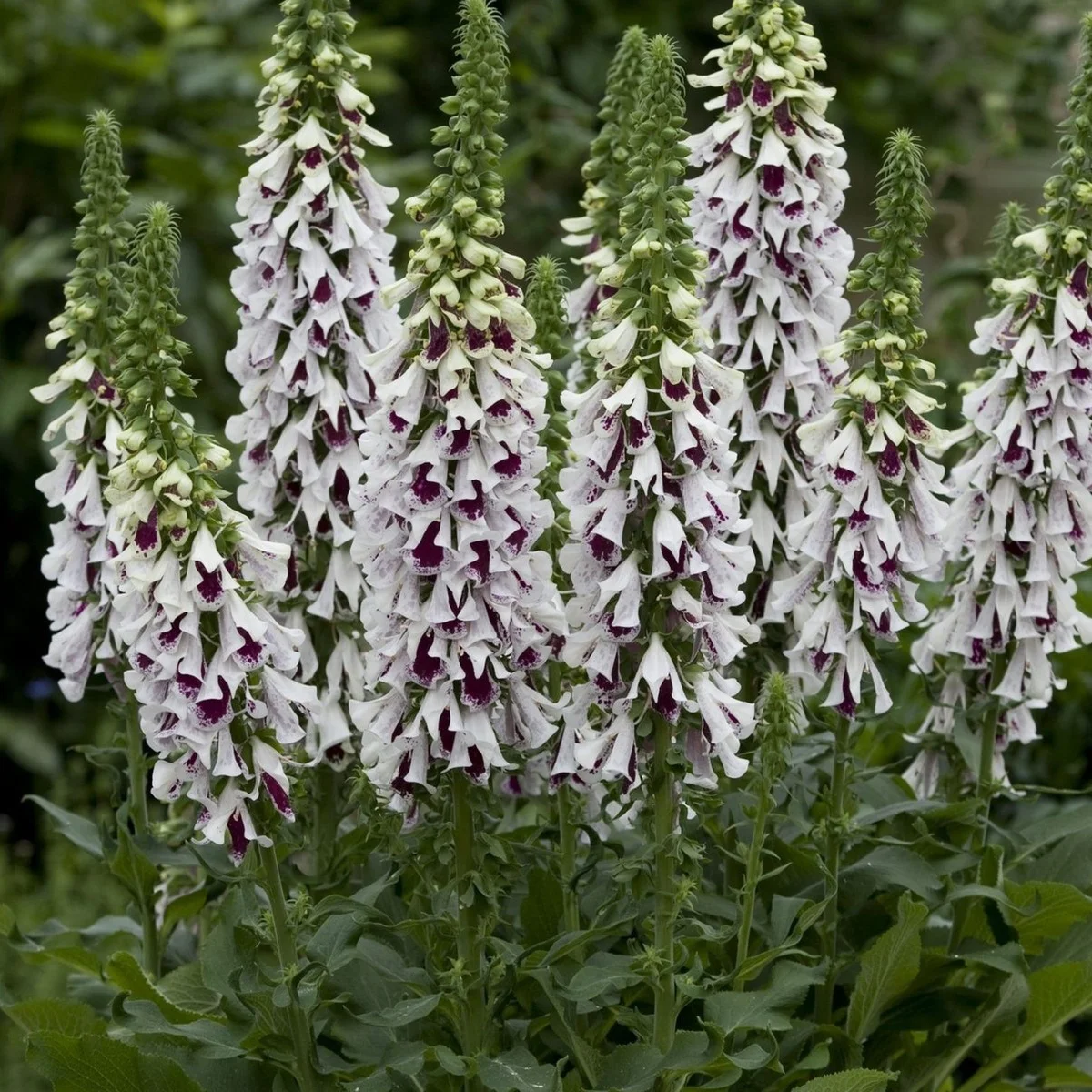 Наперстянка ‘Pam’s Split’ (Digitalis hybrida)
