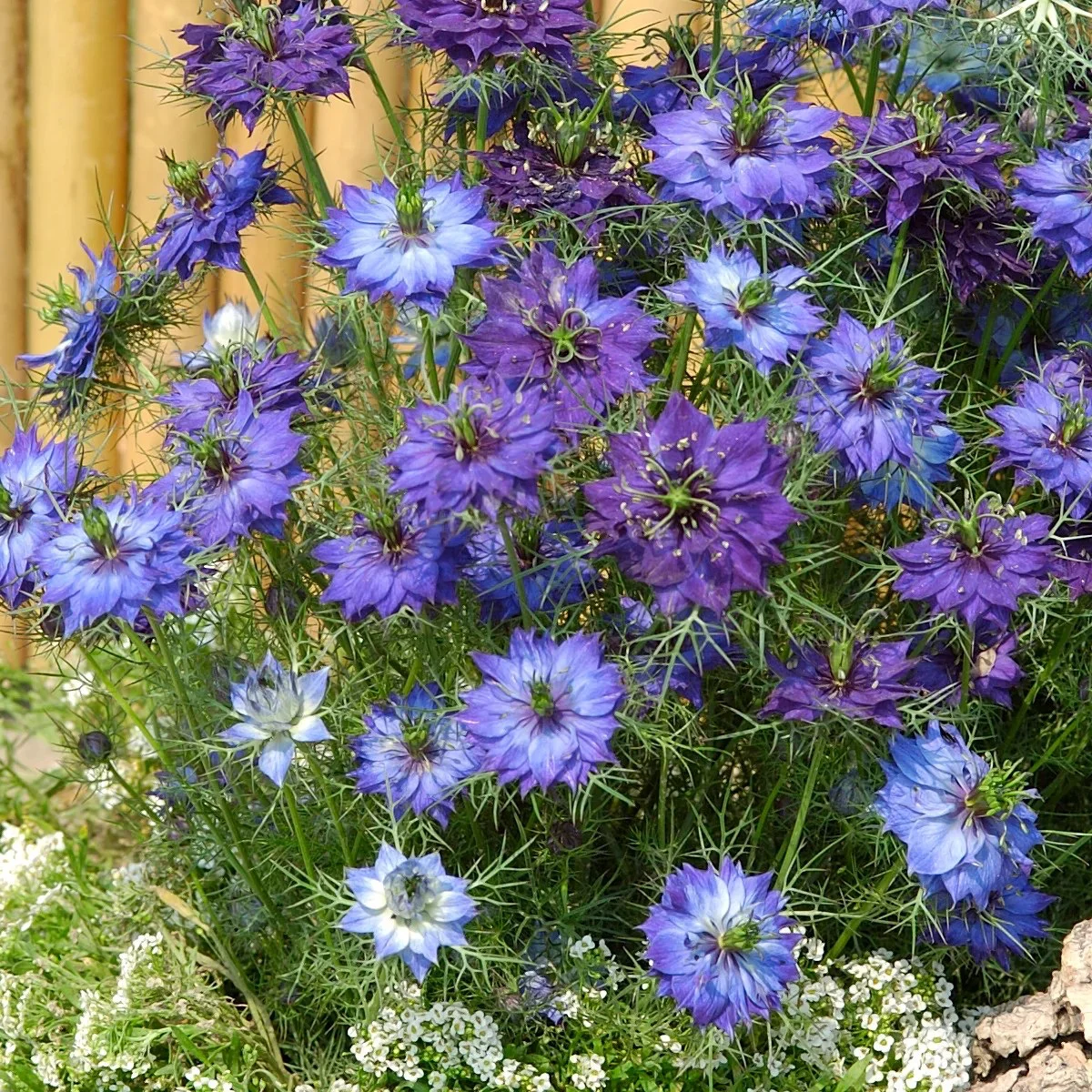 Нігелла дамаська ‘Moody Blues’ (Nigella damascena)