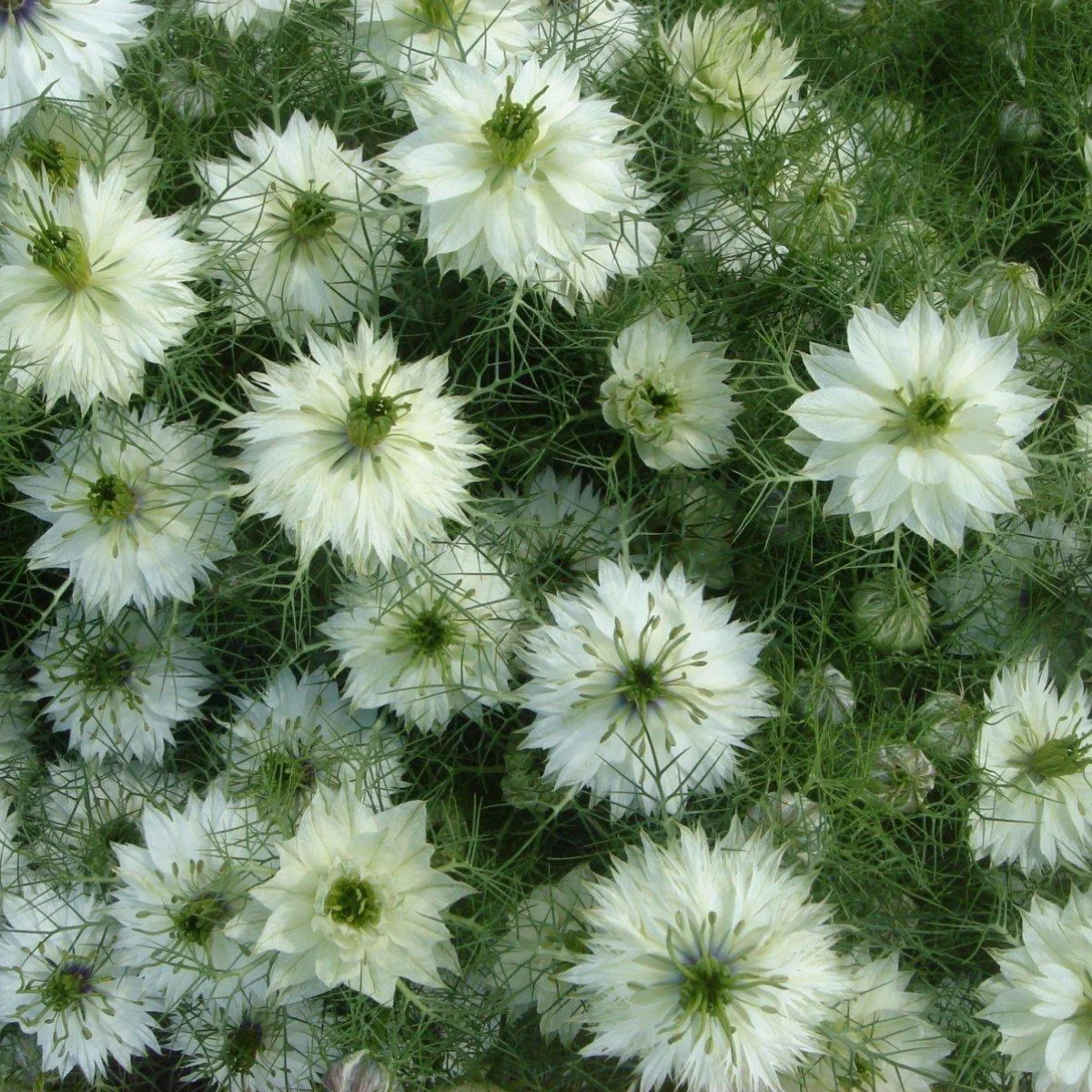 Нігелла ‘White’ (Nigella damascena)