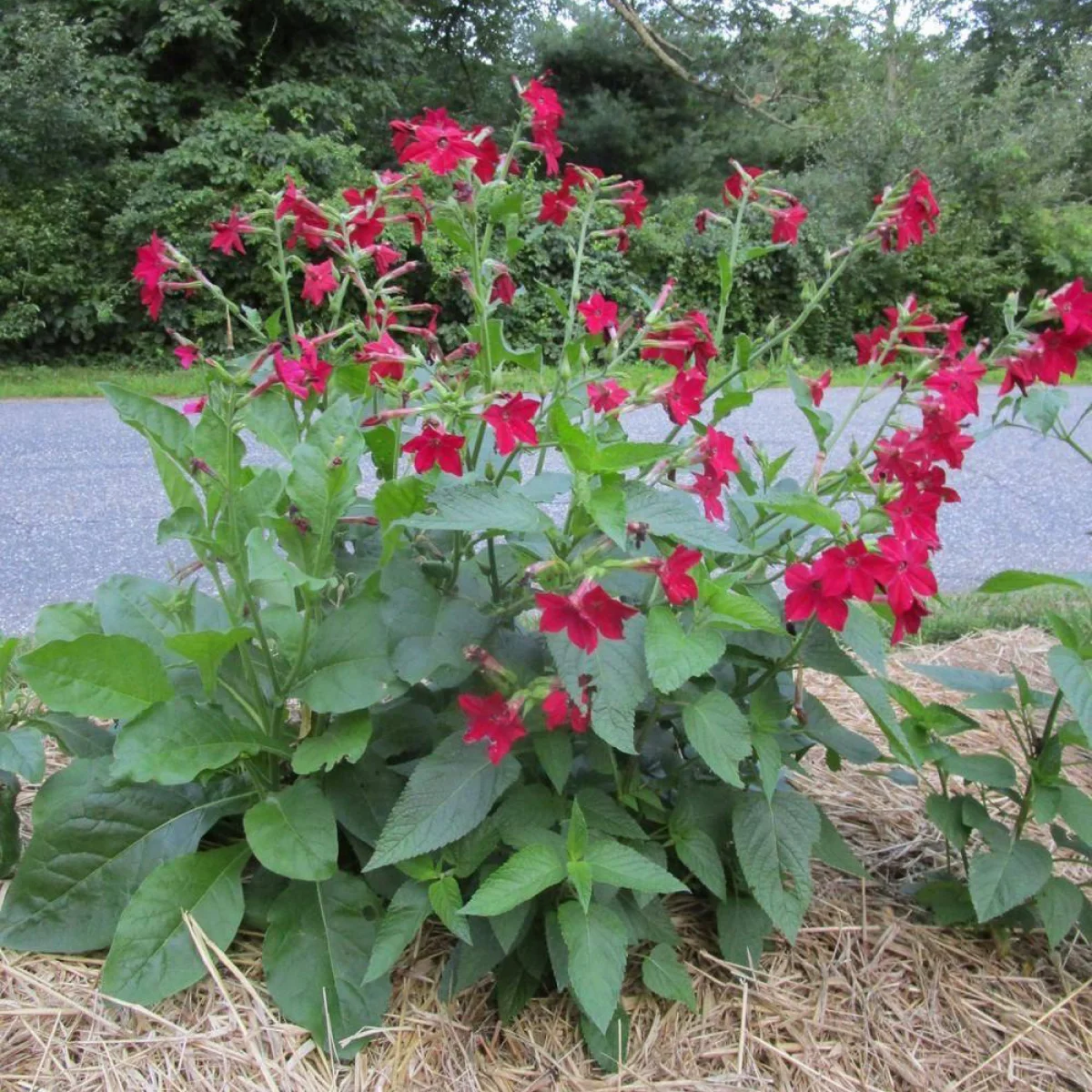 Нікотіана ‘Crimson Bedder’ (Nicotiana x sanderae)