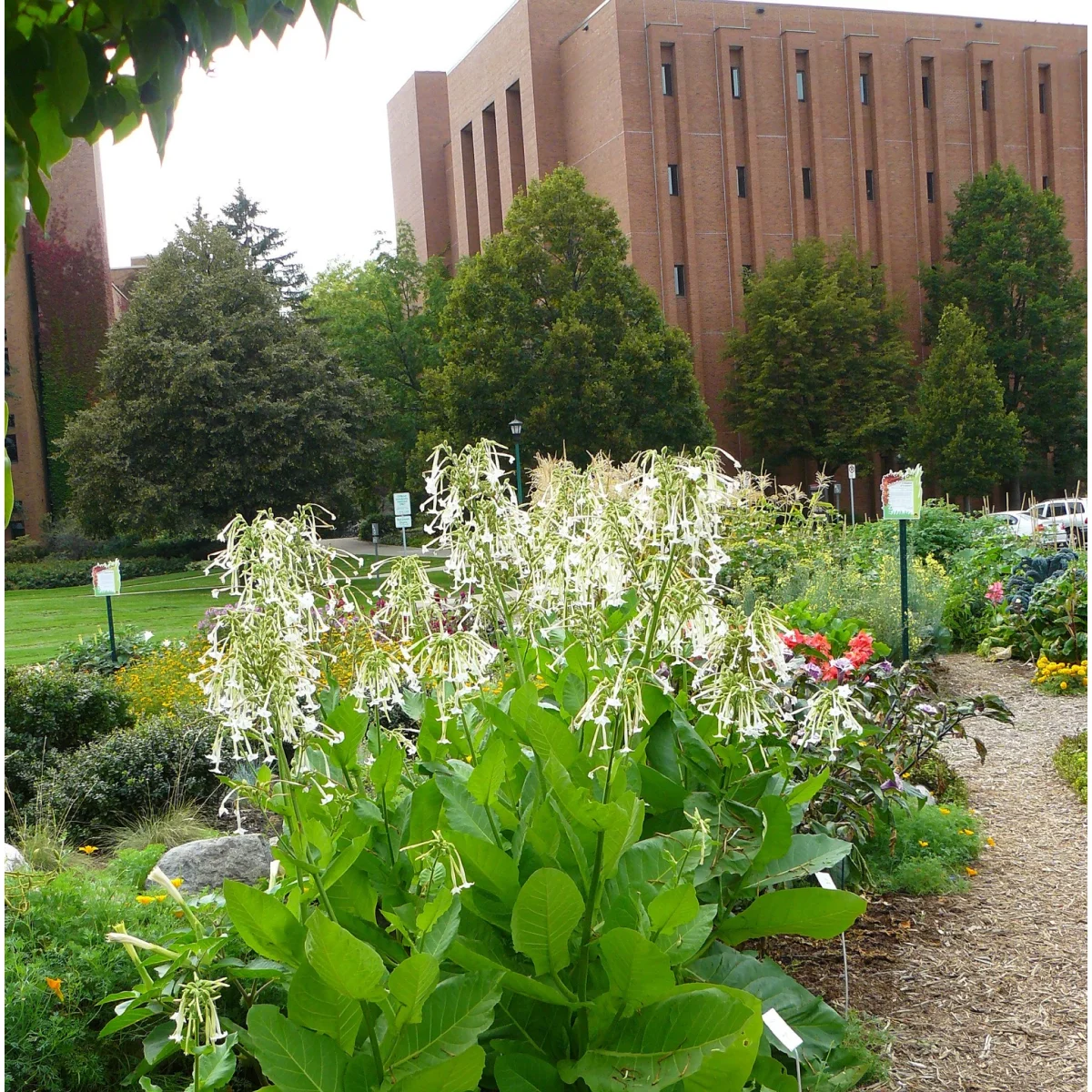 Нікотіана ‘Only the Lonely’ (Nicotiana sylvestris)