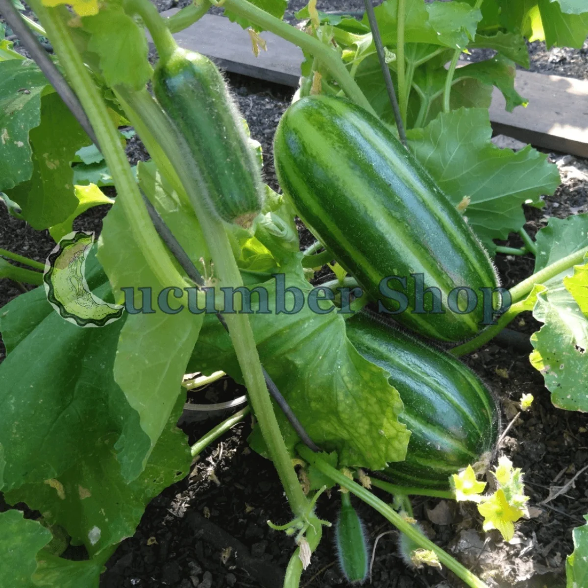 Огірок-диня ‘Carosello Scopatizzo Barese’ (Cucumis melo)