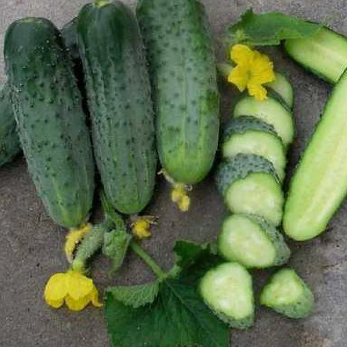 Огірок ‘Aristocrat F1’ (партенокарпічний)