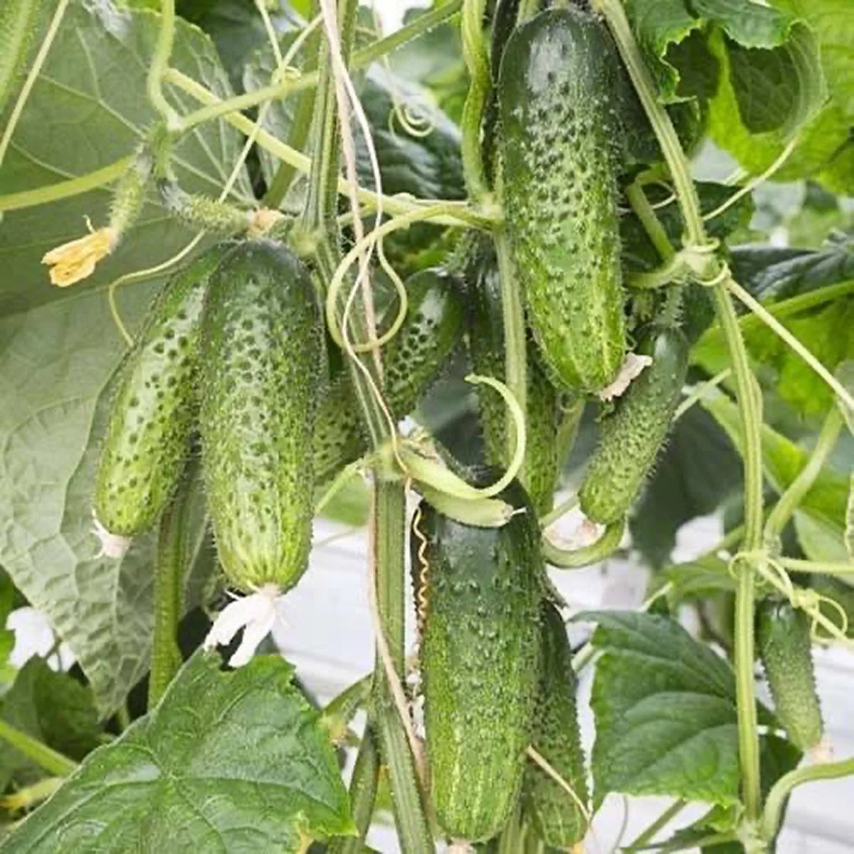 Огірок ‘Artist F1’ (партенокарпічний)