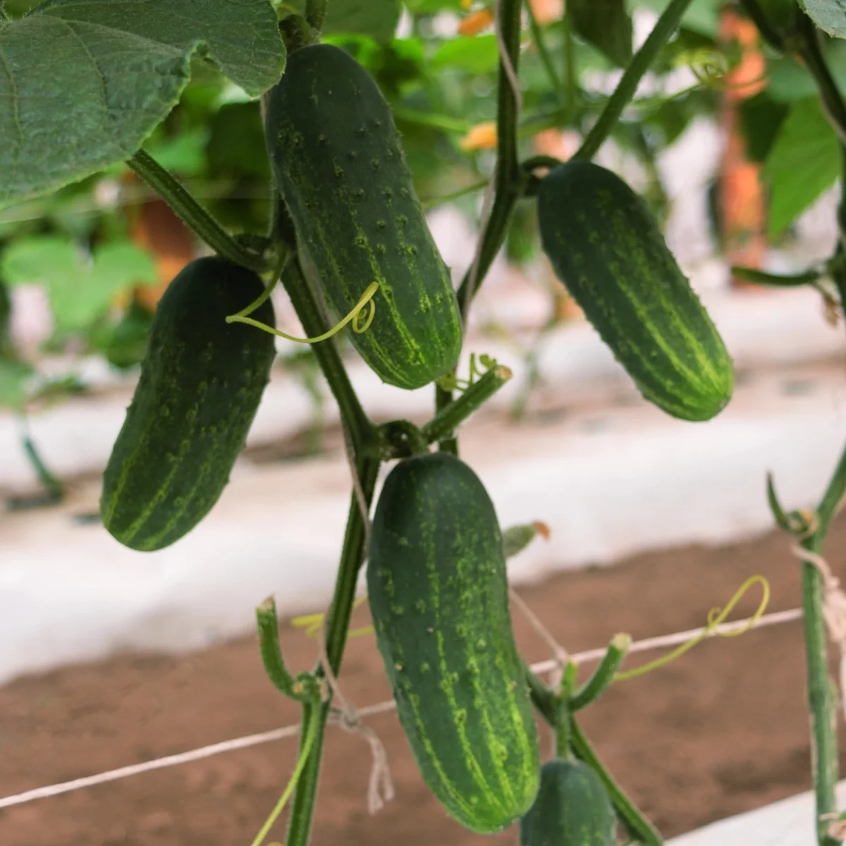 Огірок ‘Asterix F1’ (партенокарпічний)