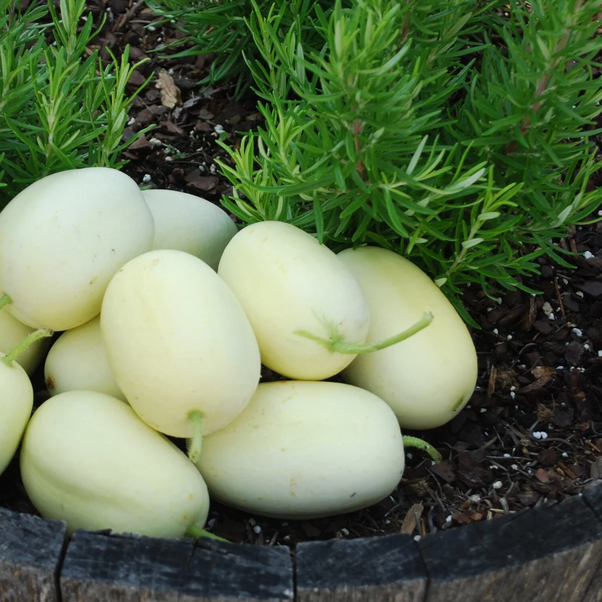 Огірок ‘Dragon’s Egg’ (Cucumis sativus)