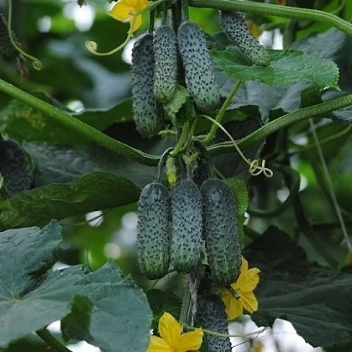 Огірок ‘Ekol F1’ (партенокарпічний)