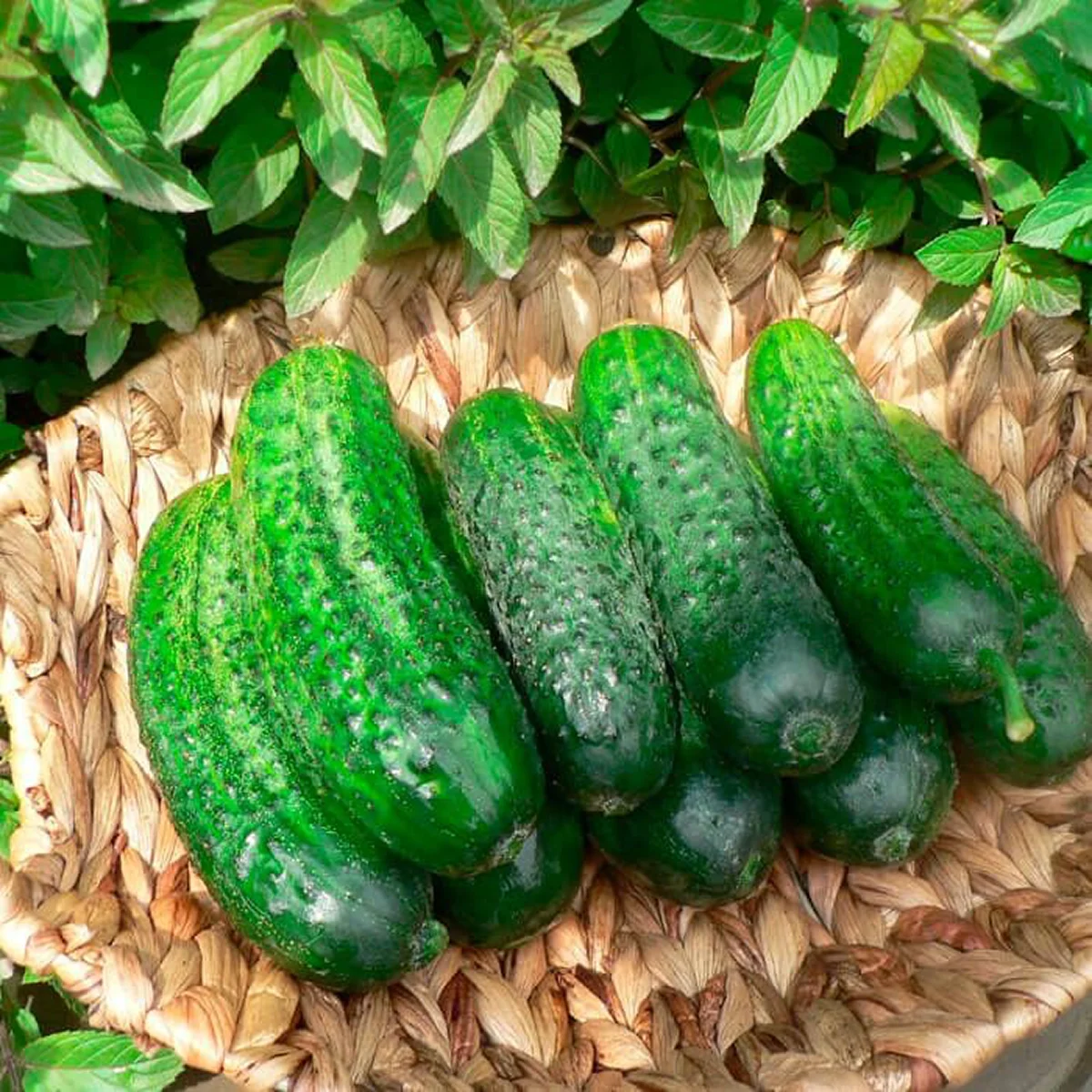 Огірок ‘Ельф’ (китайський, бджолозапильний)