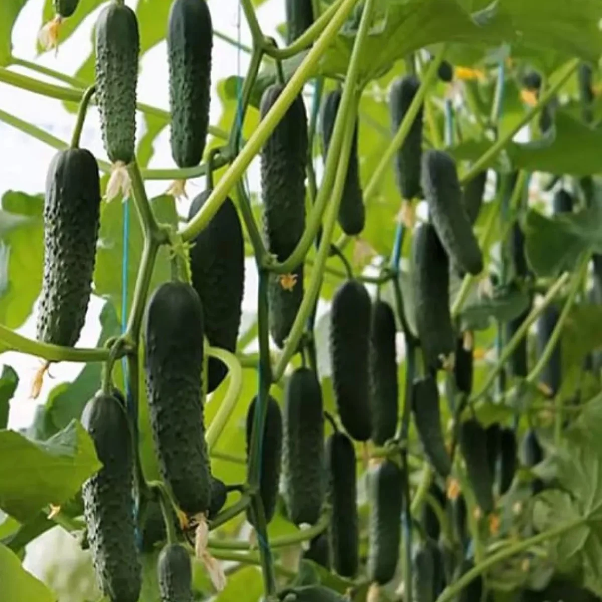 Огірок ‘Gunnar F1’ (партенокарпічний)