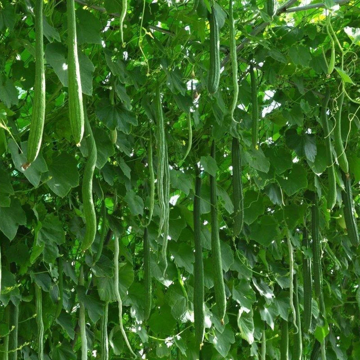 Огірок ‘Китайські змії’ (Cucumis sativus)