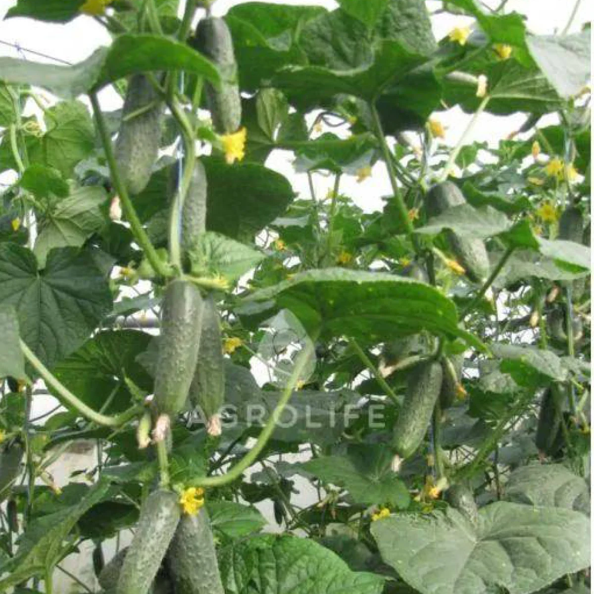 Огірок ‘Lenara F1’ (партенокарпічний)