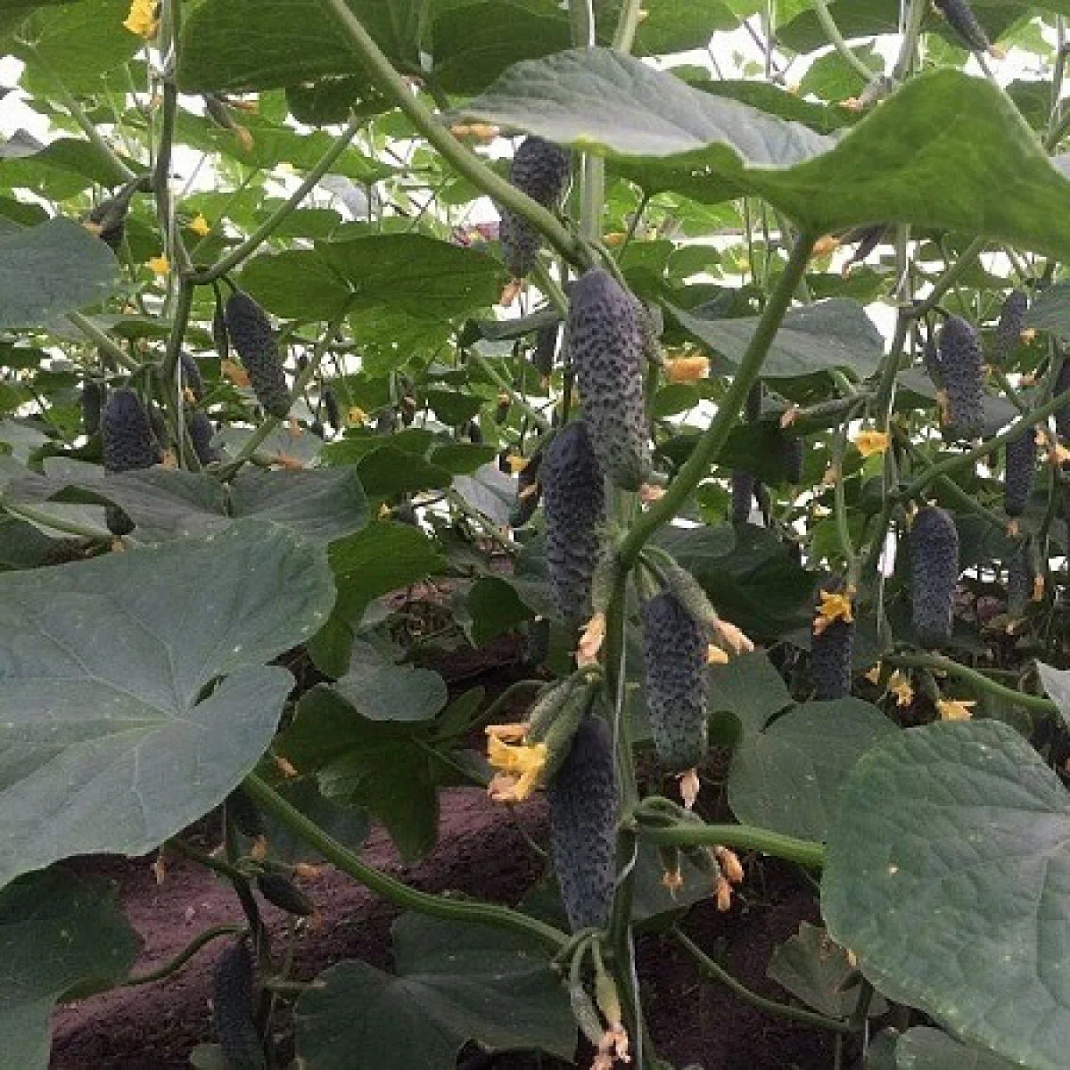 Огірок ‘Lutoyar F1’ (партенокарпічний)