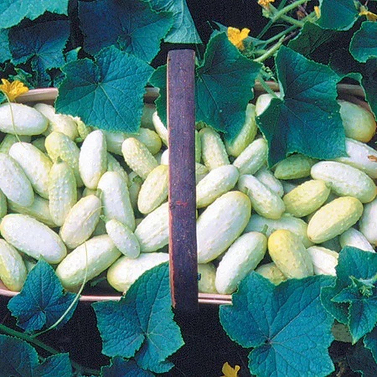 Огірок ‘Miniature White’ (Cucumis sativus)