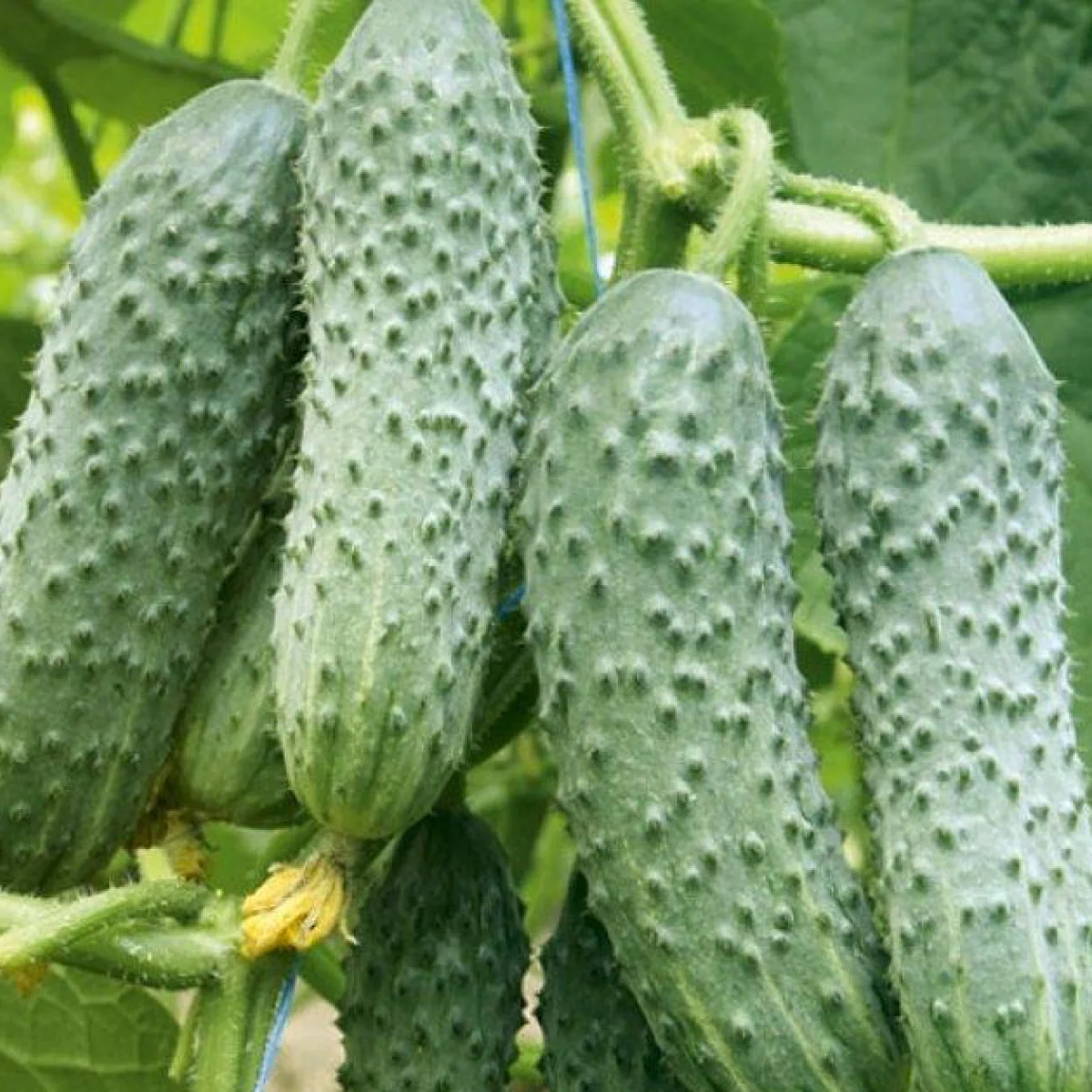 Огірок ‘Mirabelle F1’ (партенокарпічний)