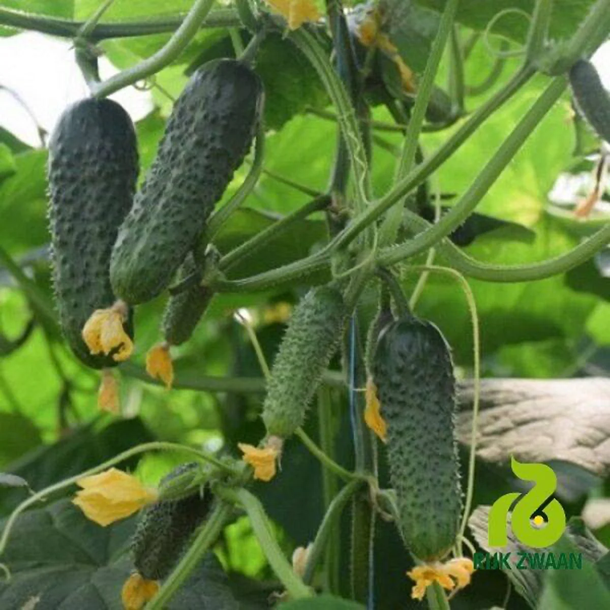 Огірок ‘Presto F1’