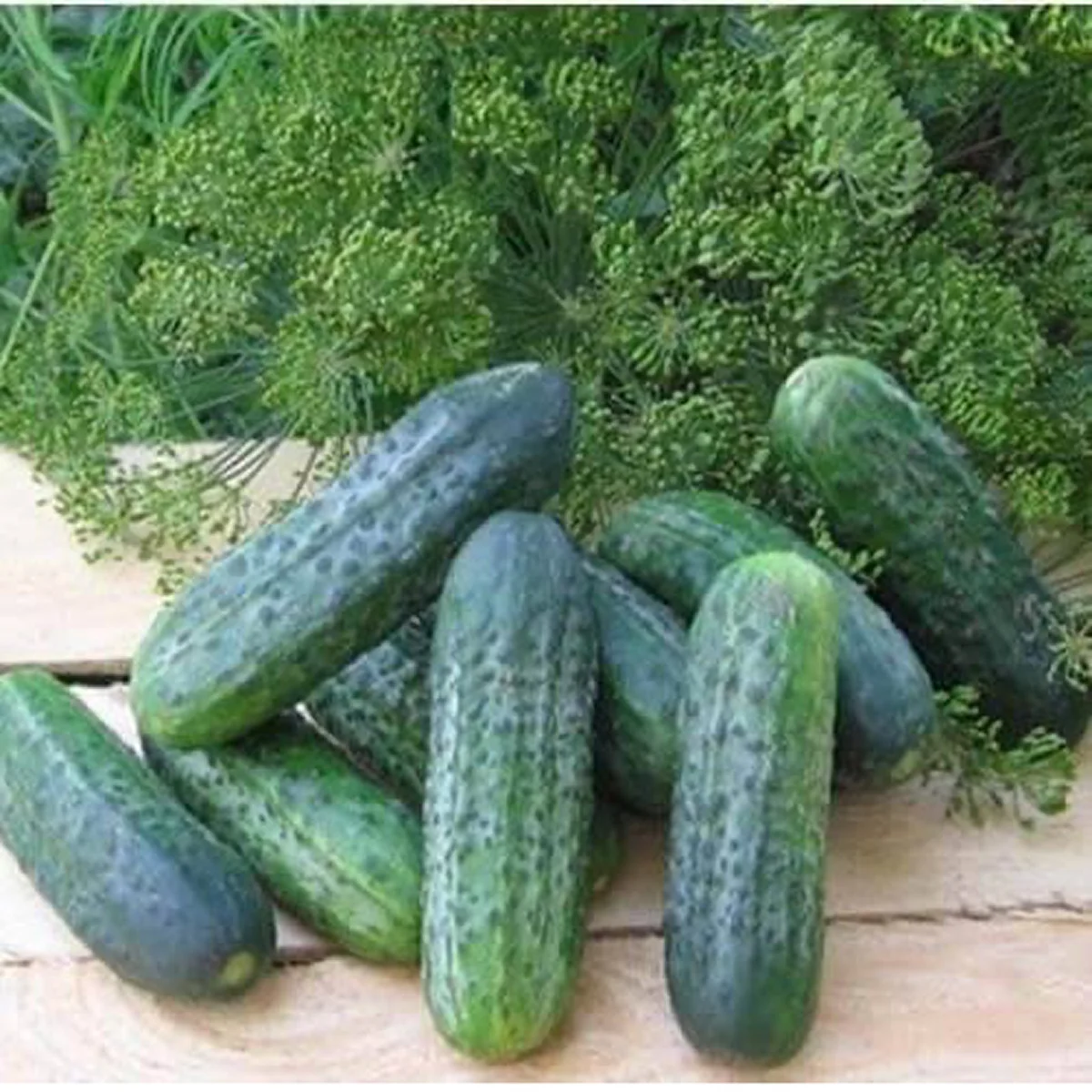 Огірок ‘Puccini F1’ (партенокарпічний)