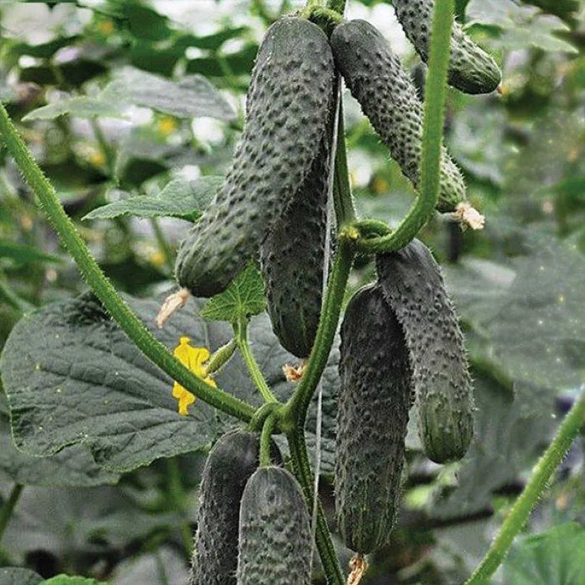 Огірок ‘Ratnik F1’ (партенокарпічний)